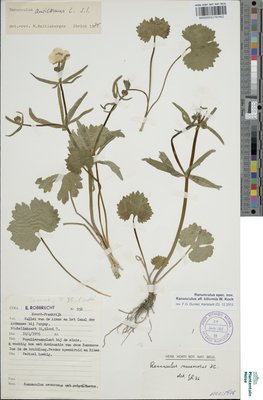 Ranunculus biformis W.Koch