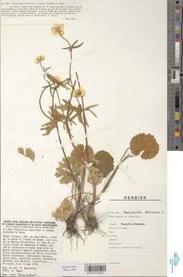 Ranunculus biformis W.Koch