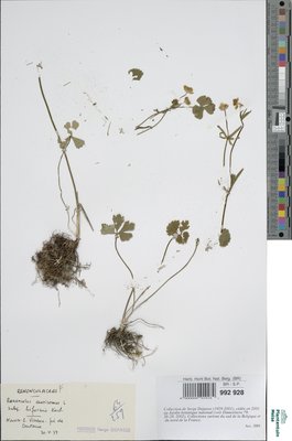 Ranunculus auricomus subsp. biformis (W.Koch) R.Engel