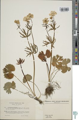 Ranunculus biformis W.Koch