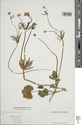 Ranunculus biformis W.Koch