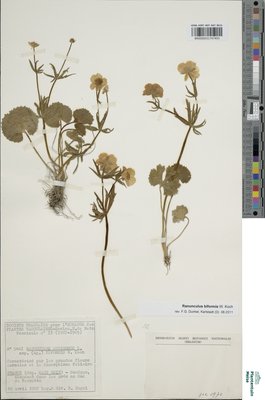Ranunculus biformis W.Koch
