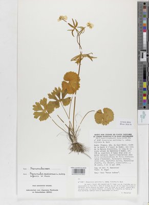 Ranunculus biformis W.Koch