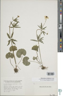 Ranunculus biformis W.Koch