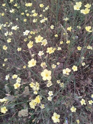 Linum maritimum L.: flower