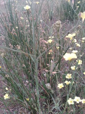 Linum maritimum L.: leaf