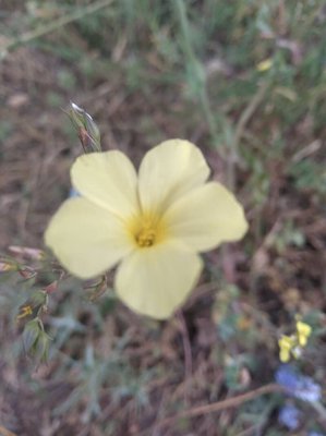 Linum maritimum L.: flower