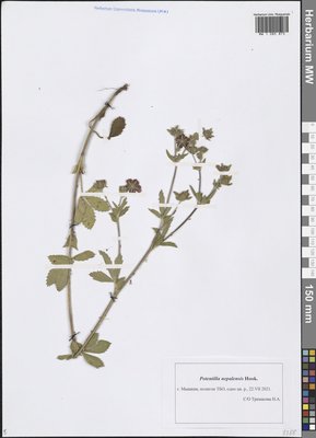 Potentilla nepalensis Hook. (Лапчатка непальская), Moscow University Herbarium