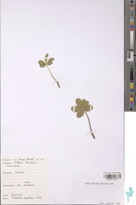 Potentilla nepalensis Hook.