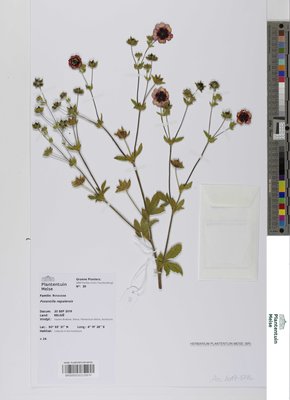 Potentilla nepalensis Hook.
