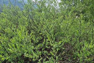 Salix caesia Vill.: leaf