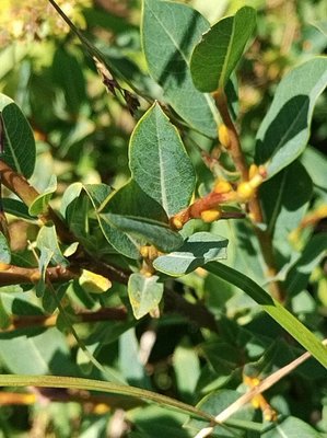 Salix caesia Vill.: leaf