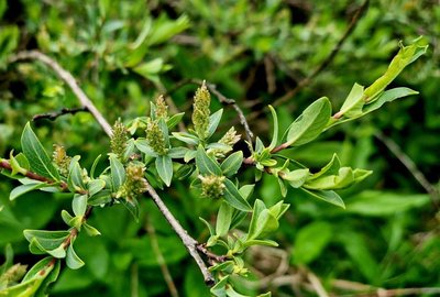 Salix caesia Vill.: fruit