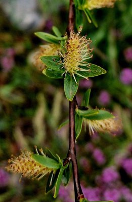 Salix caesia Vill.: flower