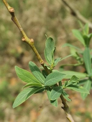 Salix caesia Vill.: leaf