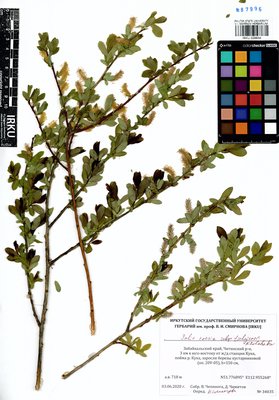 Salix caesia subsp. tschujensis N. M. Bolschakov (Ива сизая), IRKU Herbarium