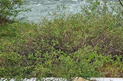 Salix caesia Vill.: habit