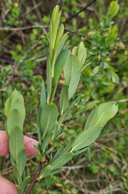 Salix caesia Vill.: leaf
