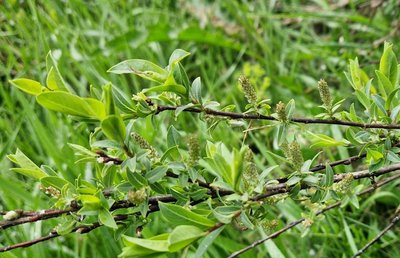 Salix caesia Vill.: leaf
