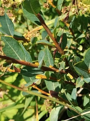 Salix caesia Vill.: bark