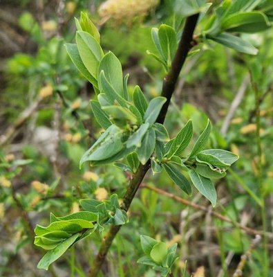 Salix caesia Vill.: bark