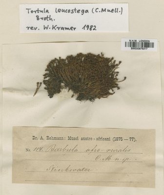BM000878217