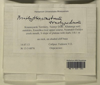 Brachytheciastrum trachypodium (Brid.) Ignatov & Huttunen, Moscow University Herbarium