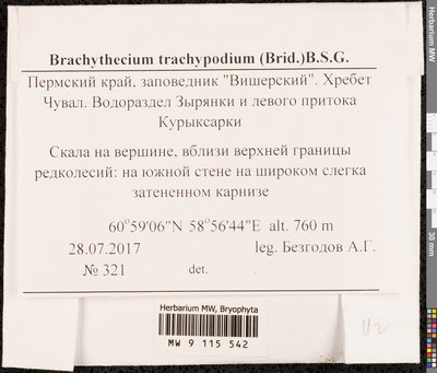 Brachytheciastrum trachypodium (Brid.) Ignatov & Huttunen, Moscow University Herbarium