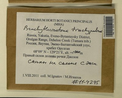Brachytheciastrum trachypodium (Brid.) Ignatov & Huttunen, Moscow University Herbarium