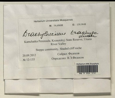 Brachytheciastrum trachypodium (Brid.) Ignatov & Huttunen, Moscow University Herbarium