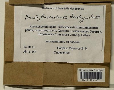 Brachytheciastrum trachypodium (Brid.) Ignatov & Huttunen, Moscow University Herbarium