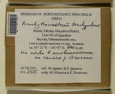 Brachytheciastrum trachypodium (Brid.) Ignatov & Huttunen, Moscow University Herbarium