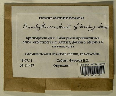 Brachytheciastrum trachypodium (Brid.) Ignatov & Huttunen, Moscow University Herbarium