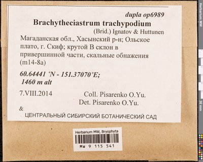 Brachytheciastrum trachypodium (Brid.) Ignatov & Huttunen, Moscow University Herbarium