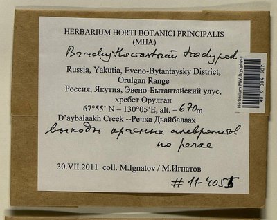 Brachytheciastrum trachypodium (Brid.) Ignatov & Huttunen, Moscow University Herbarium