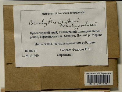 Brachytheciastrum trachypodium (Brid.) Ignatov & Huttunen, Moscow University Herbarium