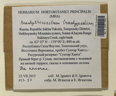 Brachytheciastrum trachypodium (Brid.) Ignatov & Huttunen, Moscow University Herbarium