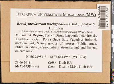 Brachytheciastrum trachypodium (Brid.) Ignatov & Huttunen, Moscow University Herbarium