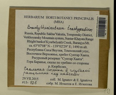 Brachytheciastrum trachypodium (Brid.) Ignatov & Huttunen, Moscow University Herbarium