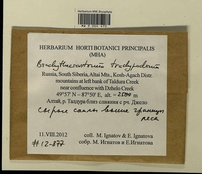 Brachytheciastrum trachypodium (Brid.) Ignatov & Huttunen, Moscow University Herbarium