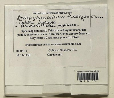 Brachytheciastrum trachypodium (Brid.) Ignatov & Huttunen, Moscow University Herbarium