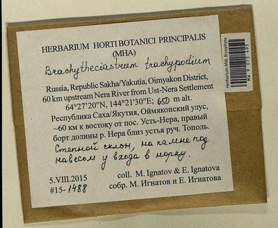 Brachytheciastrum trachypodium (Brid.) Ignatov & Huttunen, Moscow University Herbarium