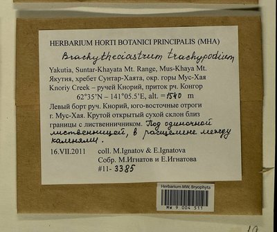 Brachytheciastrum trachypodium (Brid.) Ignatov & Huttunen, Moscow University Herbarium