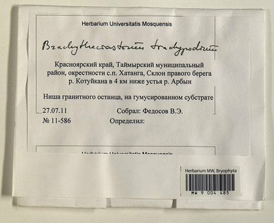 Brachytheciastrum trachypodium (Brid.) Ignatov & Huttunen, Moscow University Herbarium