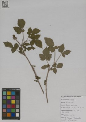 SZUB.0096963