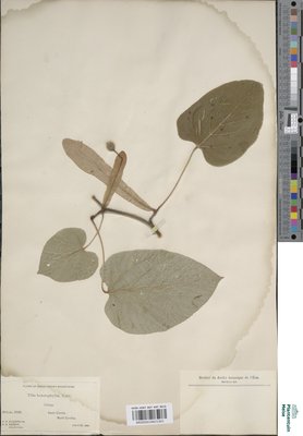 Tilia heterophylla Hort. ex K.Koch