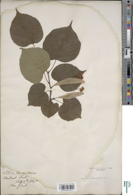 Tilia heterophylla Hort. ex K.Koch