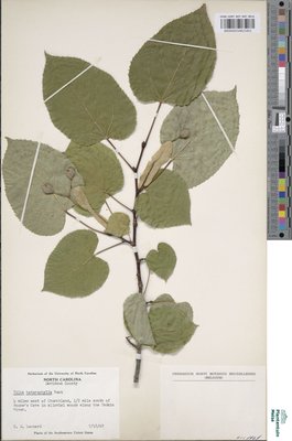 Tilia heterophylla Hort. ex K.Koch