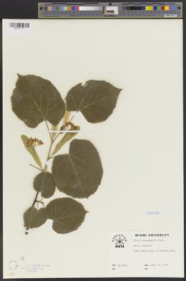 Tilia heterophylla (QFA0069140) à l'Herbier Louis-Marie (QFA), Université Laval, Québec, Québec, Canada