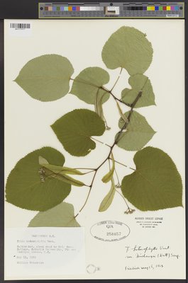 Tilia heterophylla (QFA0258857) à l'Herbier Louis-Marie (QFA), Université Laval, Québec, Québec, Canada